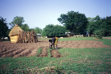 This photo depicts a farmer in Chad, Africa preparing his soil for planting. It was taken by Lui Clemens and is used courtesy of the GNU Free Documentation 1.2 License. (http://commons.wikimedia.org/wiki/File:Preparazione_semina_in_Villaggio_Musey.jpg)